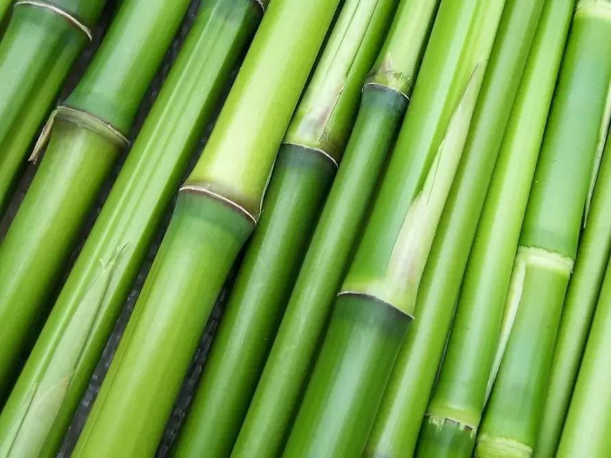 Amuleto da sorte - bambu